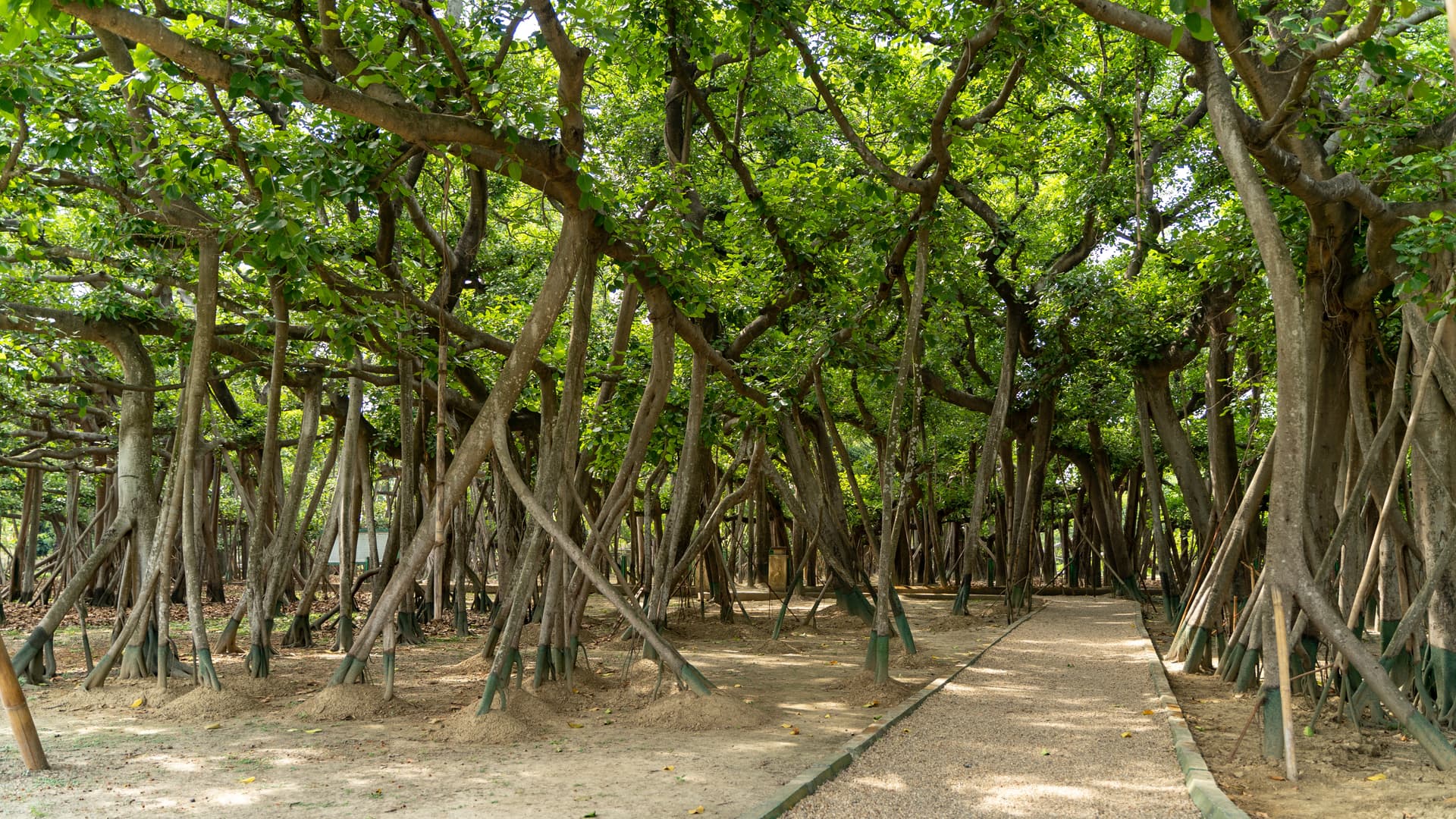 <p><em>The Great Banyan at the AJC Bose Indian Botanic Garden is over 250 years old.</em></p>