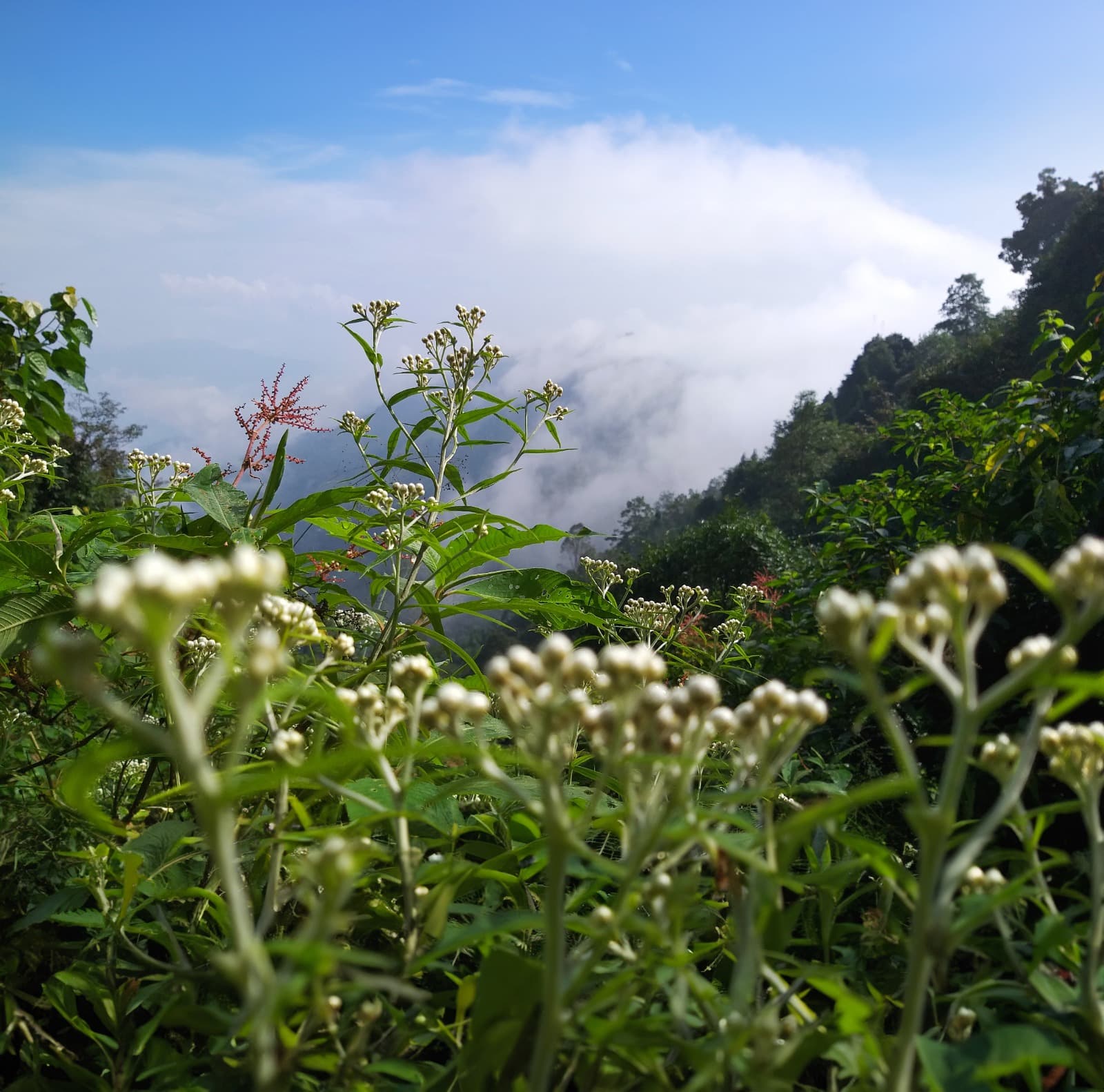 <p dir="ltr">Misty hills and beautiful blooms in Dawaipani. (Shutterstock)</p>