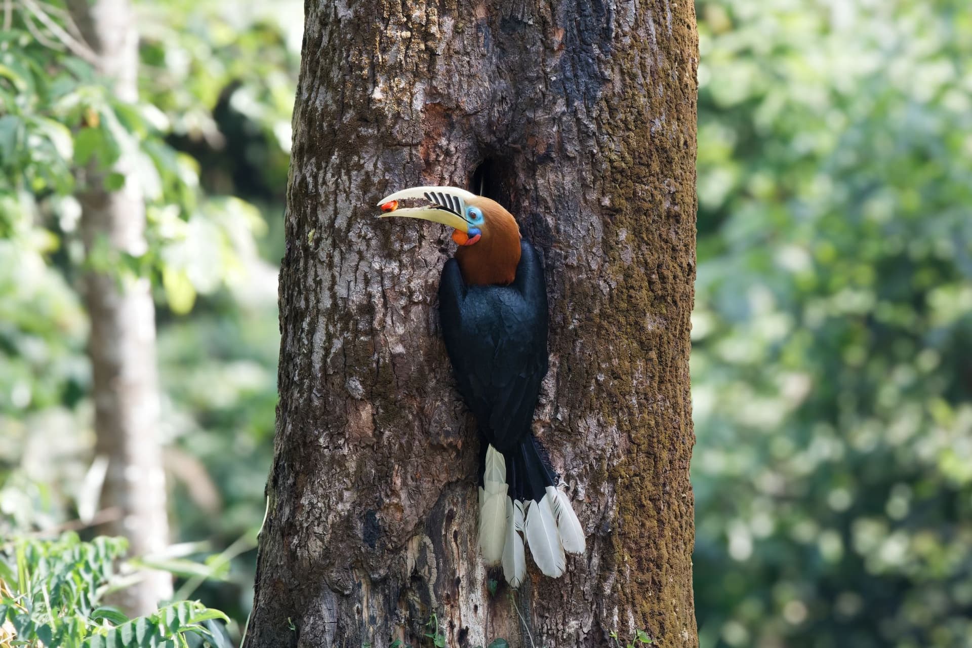 <p dir="ltr">A Rufous-necked Hornbill at Latpanchar. (Shutterstock)</p>