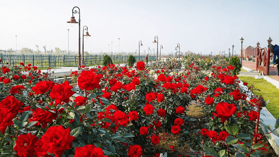 <p>The Rose Garden at Eco Park is awash in fragrant, colourful blooms. (Picture by Sayandeb5152, Wikimedia Commons)</p>