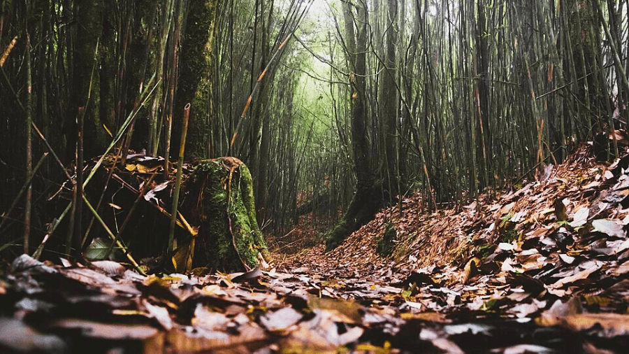 <p><em>Neora Valley’s lush forests — where mist, moss and silence weave their own timeless story. (Picture by Kunal Bhowmik, Wikimedia Commons)</em></p><p>&nbsp;</p><p>&nbsp;</p>