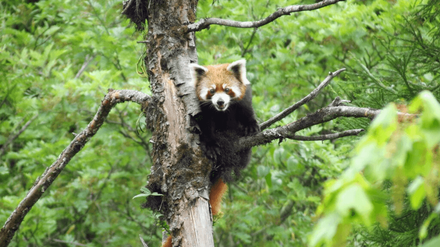 <p>A red panda stands out amidst Neora Valley’s quiet green world.</p>