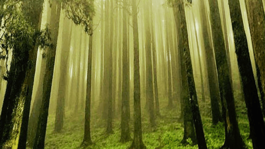 <p>Soft mist drifting through Lepchajagat’s pine forests. (Picture by Kunalkrishna008, Wikimedia Commons)</p>