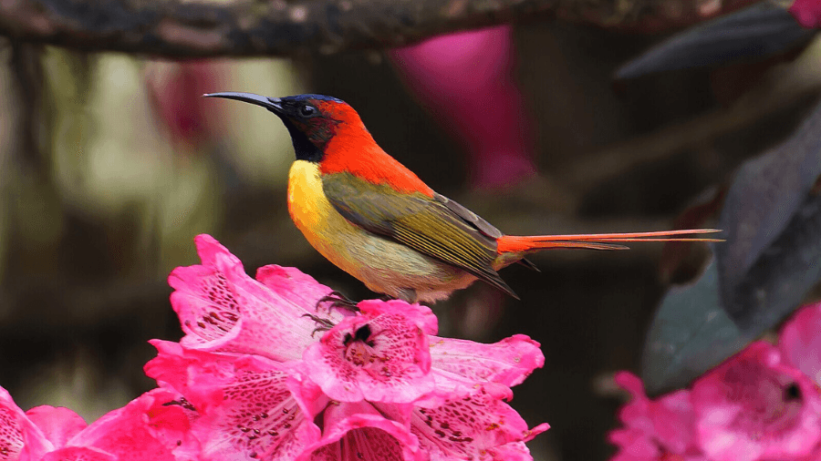 <p><em>A bright flash of feathers in Lepchajagat’s peaceful forest canopy. (Picture by Shiv's fotografia, Wikimedia Commons)</em></p>
