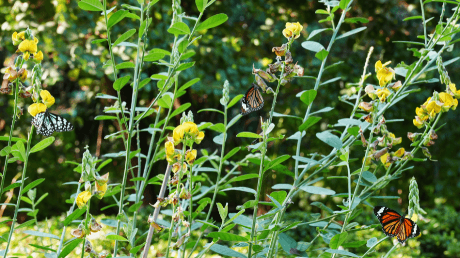 <p>Butterfly species such as the Common Crow, Striped Tiger, Lemon Emigrant, Indian Jezebel, Blue Tiger and Plains Cupid are commonly spotted here.</p>