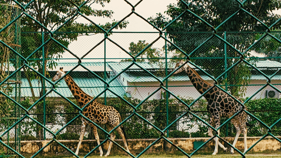 <p>One of the star attractions at Harinalaya: the resident giraffes. The zoo provides spacious, open-air enclosures designed to mimic their natural savanna habitat.</p>