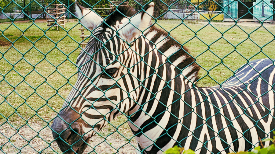 <p>The zebra paddock highlights Harinalaya's commitment to hosting diverse African herbivores.</p>