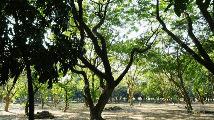 <p>Dense foliage and shaded pathways greet visitors at the Tropical Rainforest zone.&nbsp;</p>