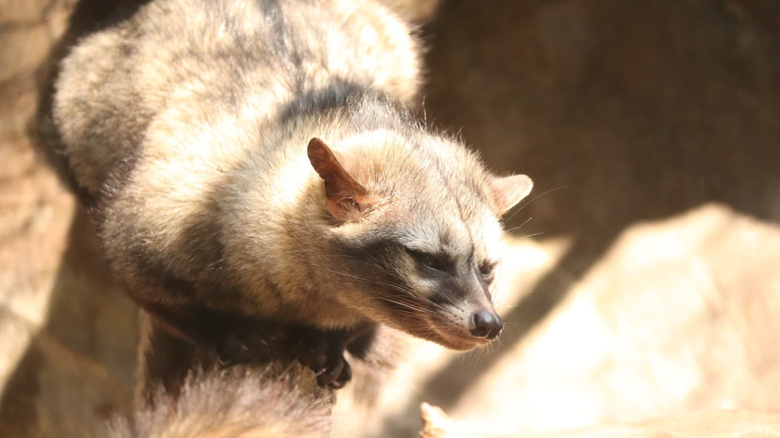 <p>A <strong>Himalayan Palm Civet</strong>, typically tucked away in the shadows, emerges briefly into the light. (Shutterstock)</p>