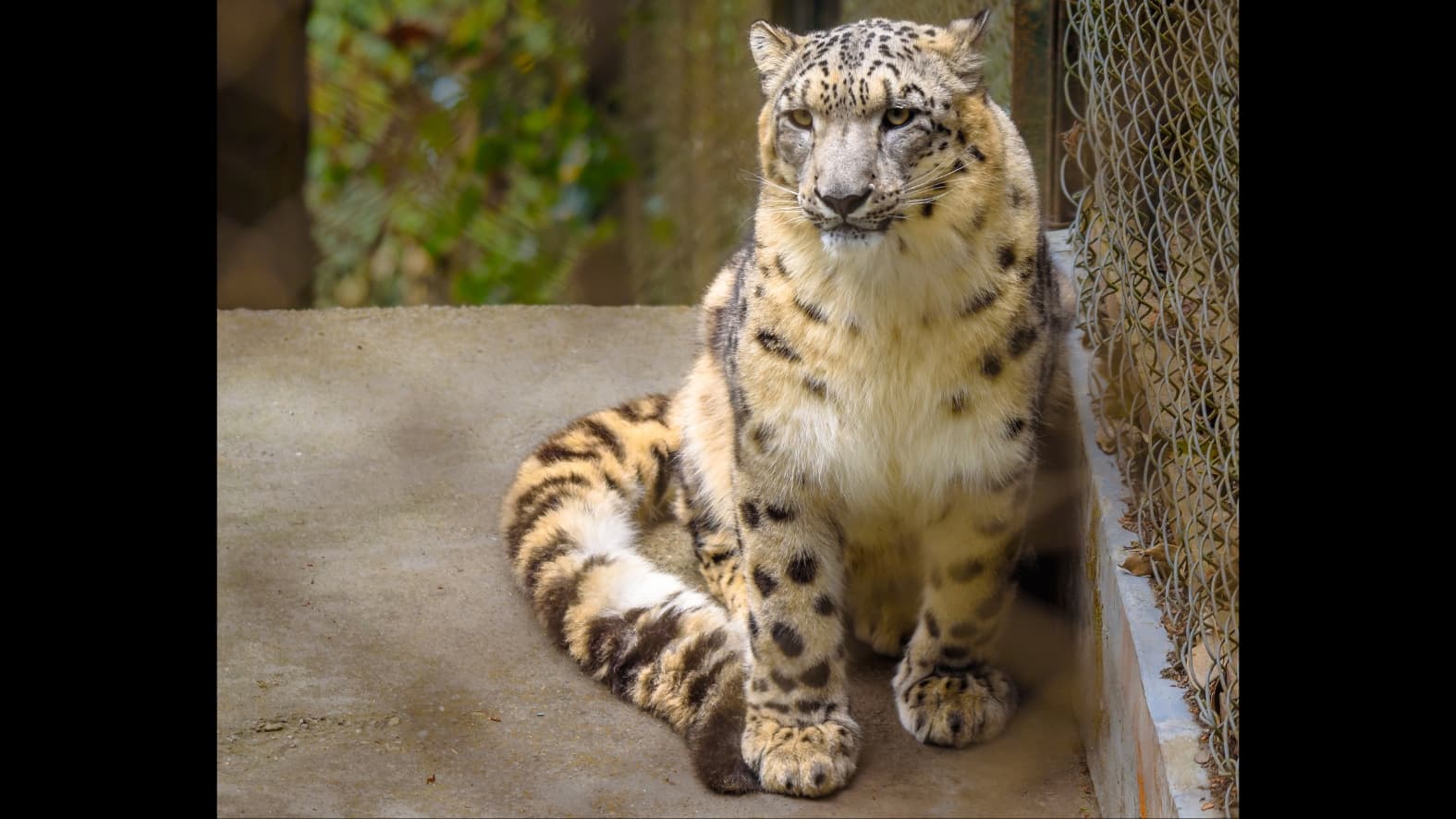 <p>The Darjeeling Zoo plays a critical role in global conservation efforts to secure the future of the elusive <strong>Snow Leopard. </strong>(Shutterstock)</p>