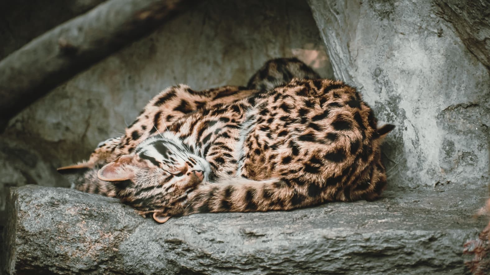 <p>Tucked away on a rock, a <strong>Leopard Cat</strong> takes a peaceful nap in the shade. (Shutterstock)</p>