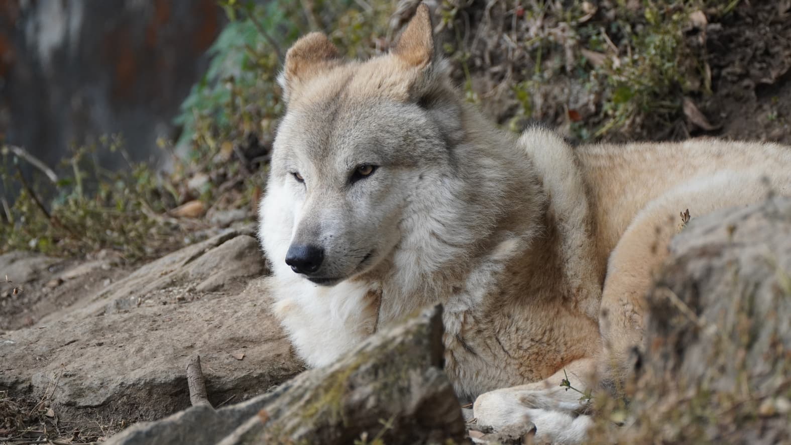 <p>A <strong>Himalayan Wolf</strong> rests on the rocky ground. (Shutterstock)</p>