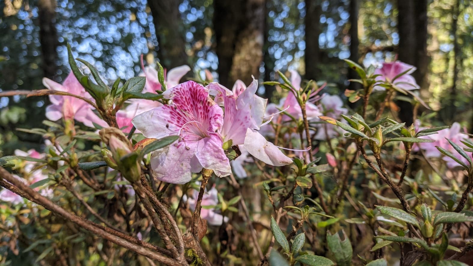 <p>The zoo doubles as a botanical garden. Walking trails wind through hundreds of native Himalayan plant species, including 60 varieties of orchids and oak trees over a century old.&nbsp;</p>