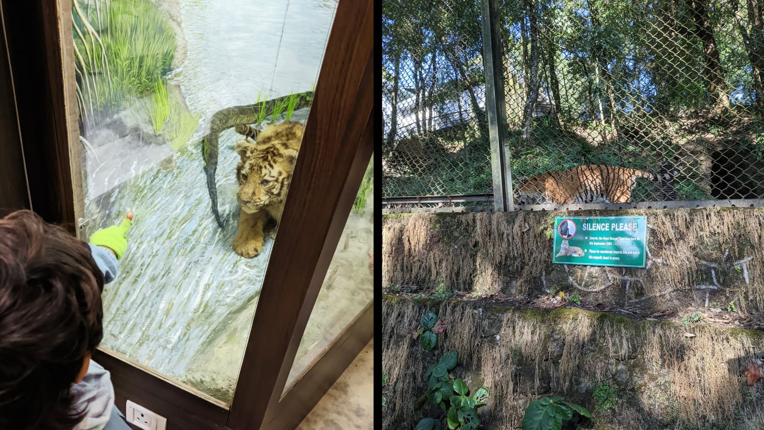 <p>(left) A replica of a tiger cub on display at the Bengal Natural History Museum within the same complex;&nbsp;<br>(right) A powerful <strong>Bengal tiger</strong> moves through a forested enclosure.</p>