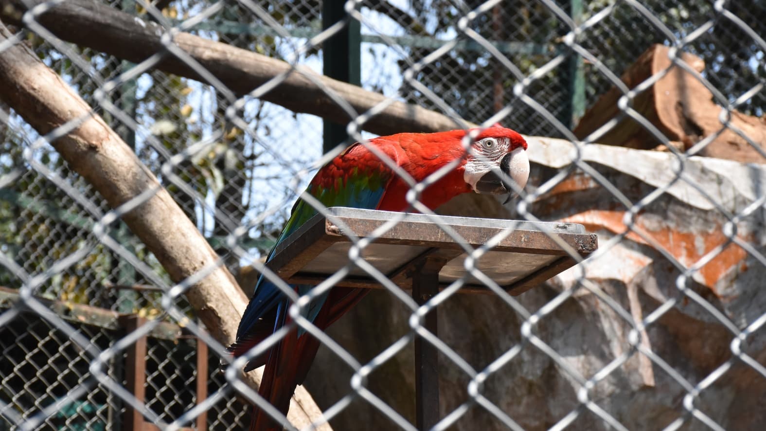 <p>The experience continues in the sprawling aviary and throughout the park’s lush canopy. The air is filled with the calls of exotic birds, from the vibrant&nbsp;<strong>Scarlet Macaw</strong> and&nbsp;<strong>Cockatiel</strong> to the striking&nbsp;<strong>Temminck’s Tragopan</strong> and the&nbsp;<strong>Golden Pheasant</strong>.&nbsp;</p>