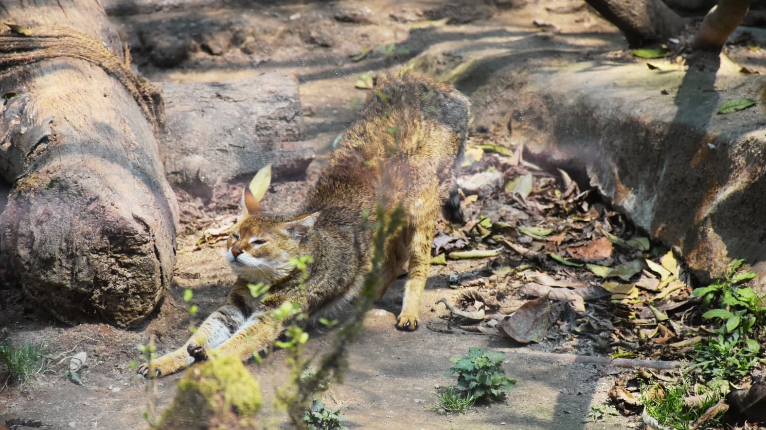 <p>A <strong>Jungle Cat</strong> pauses for a long stretch among the leaves and logs of its quiet habitat.</p>
