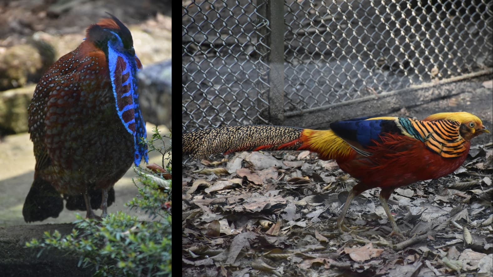 <p>The experience continues in the sprawling aviary and throughout the park’s lush canopy. The air is filled with the calls of exotic birds, from the vibrant&nbsp;<strong>Scarlet Macaw</strong> and&nbsp;<strong>Cockatiel</strong> to the striking&nbsp;<strong>Temminck’s Tragopan</strong> and the&nbsp;<strong>Golden Pheasant</strong>.&nbsp;</p>