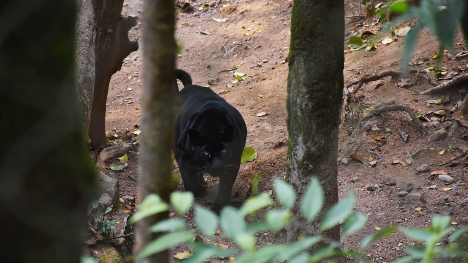 <p>A sleek <strong>Black Panther </strong>moves through the wooded landscape.&nbsp;</p>