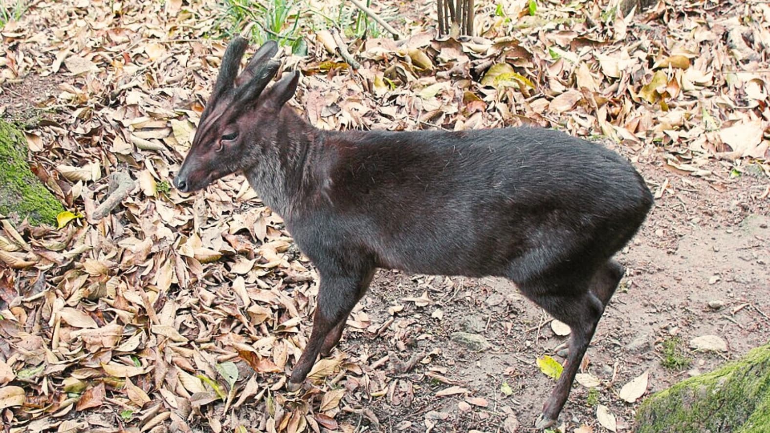 <p>A <strong>Barking Deer</strong> navigates the leaf-strewn forest floor of its enclosure. (Picture by shankar s., Wikimedia Commons)</p>