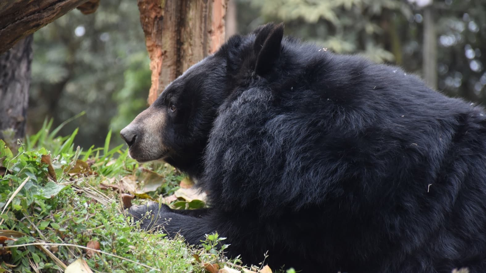 <p>The <strong>Himalayan Black Bear</strong> is a key inhabitant of the park’s forested slopes.&nbsp;</p>