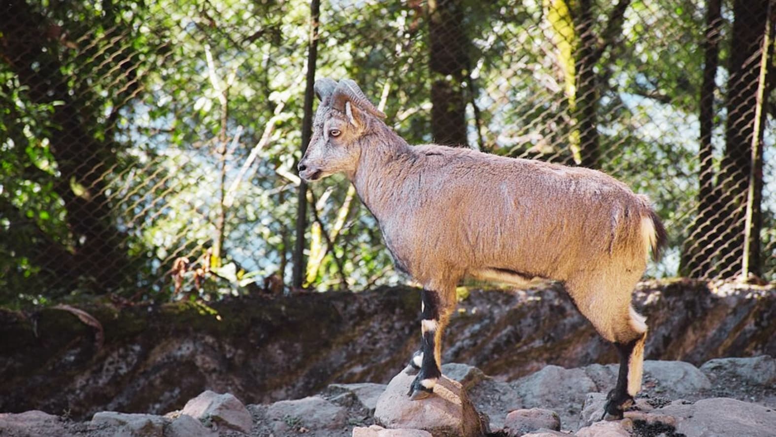 <p>A <strong>Blue Sheep</strong> stands poised on a rocky outcrop. (Picture by Alexandre Ultré, Wikimedia Commons)</p><p>&nbsp;</p>