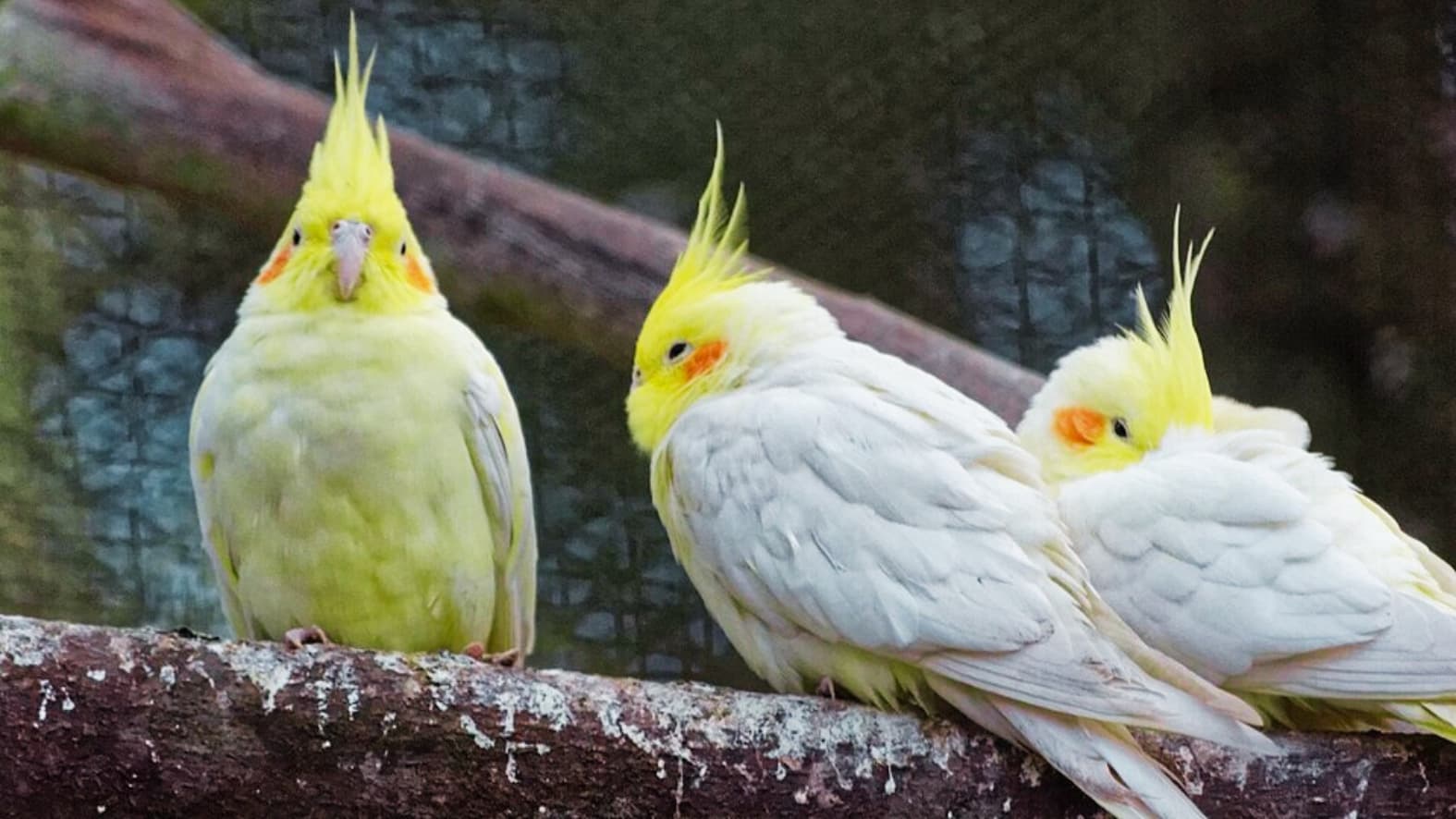 <p>The experience continues in the sprawling aviary and throughout the park’s lush canopy. The air is filled with the calls of exotic birds, from the vibrant&nbsp;<strong>Scarlet Macaw</strong> and&nbsp;<strong>Cockatiel</strong> (Picture by Slyronit, WIkimedia Commons) to the striking&nbsp;<strong>Temminck’s Tragopan</strong> and the&nbsp;<strong>Golden Pheasant</strong>.&nbsp;</p>