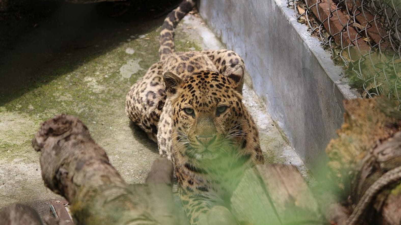 <p>The <strong>Common Leopard</strong> moves silently through the wooded landscapes. (Picture by Nishankur Chawale, Wikimedia Commons)</p>