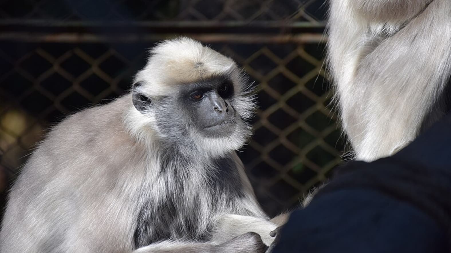 <p>A <strong>Langur Monkey</strong> gazes out from its perch, a common sight within the wooded sections of the park. (Picture by Alexandre Ultré, Wikimedia Commons)</p>