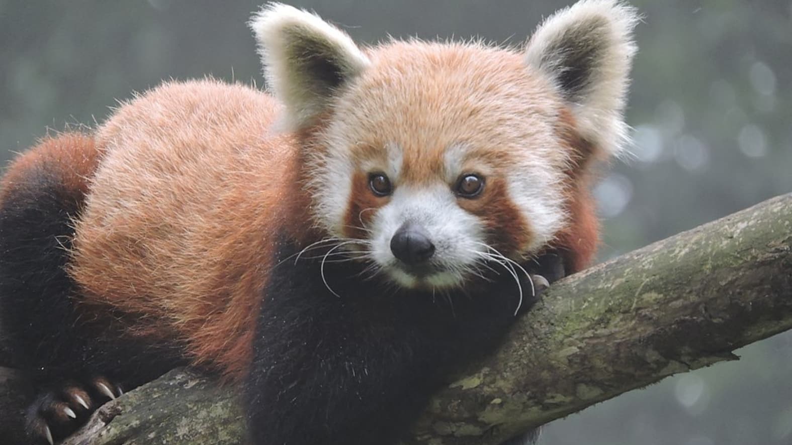 <p><strong>Red pandas</strong> are the clear favourites. These endangered “fire foxes” can often be seen munching bamboo, climbing trees, or resting among branches — a moment children tend to remember long after the visit. (Picture by Rayan Madan, Wikimedia Commons)</p>