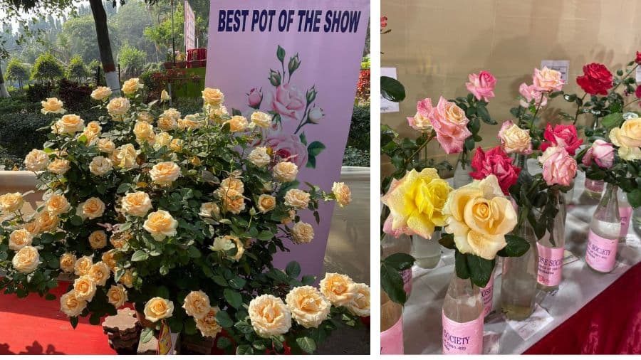 <p>Images from past Rose Shows held at the venue. (Pictures from the Bengal Rose Society, Facebook)</p>