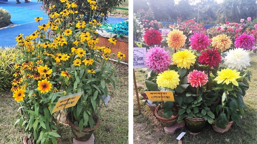 <p>Images from the flower show held in 2025. (Picture by Kolkata Municipal Corporation, Facebook)</p>