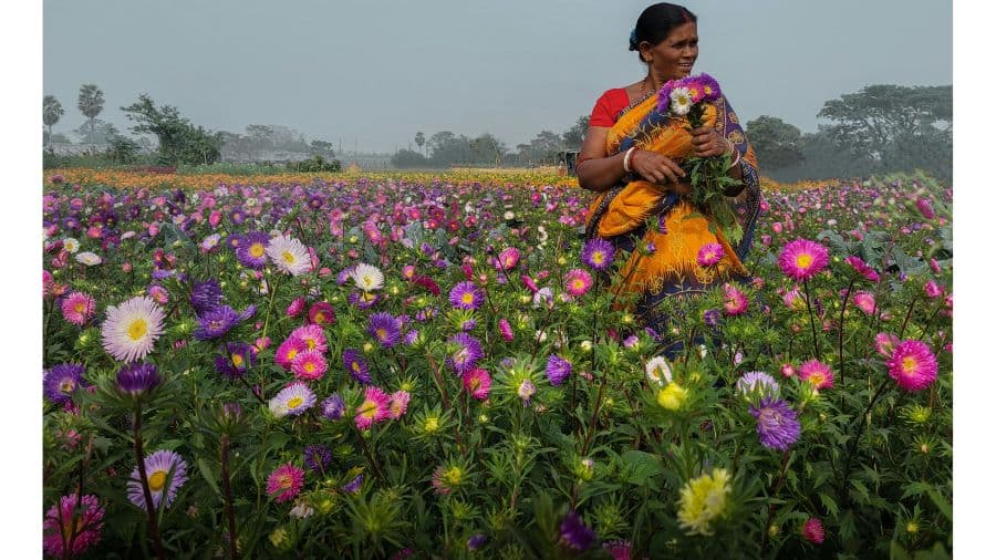 <p>Woman picking flowers in Khirai. &nbsp;(Picture by Monojit Dutta, pexels)</p>