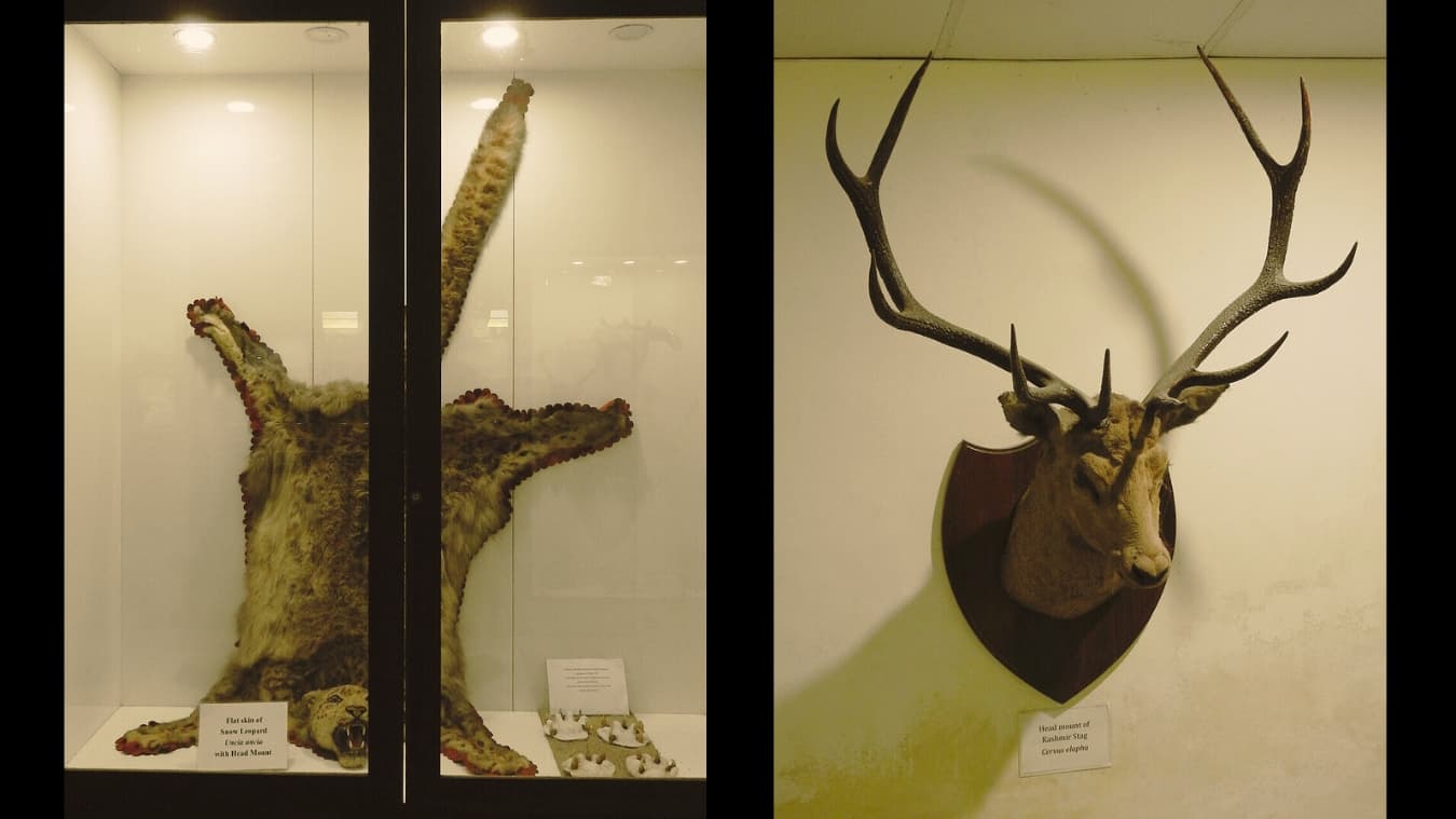 <p>Preserved specimens on display at the <strong>Bengal Natural History Museum</strong>, offer a closer look at Himalayan wildlife and the region’s rich natural history. (Picture by P Jeganathan, Wikimedia Commons)</p>