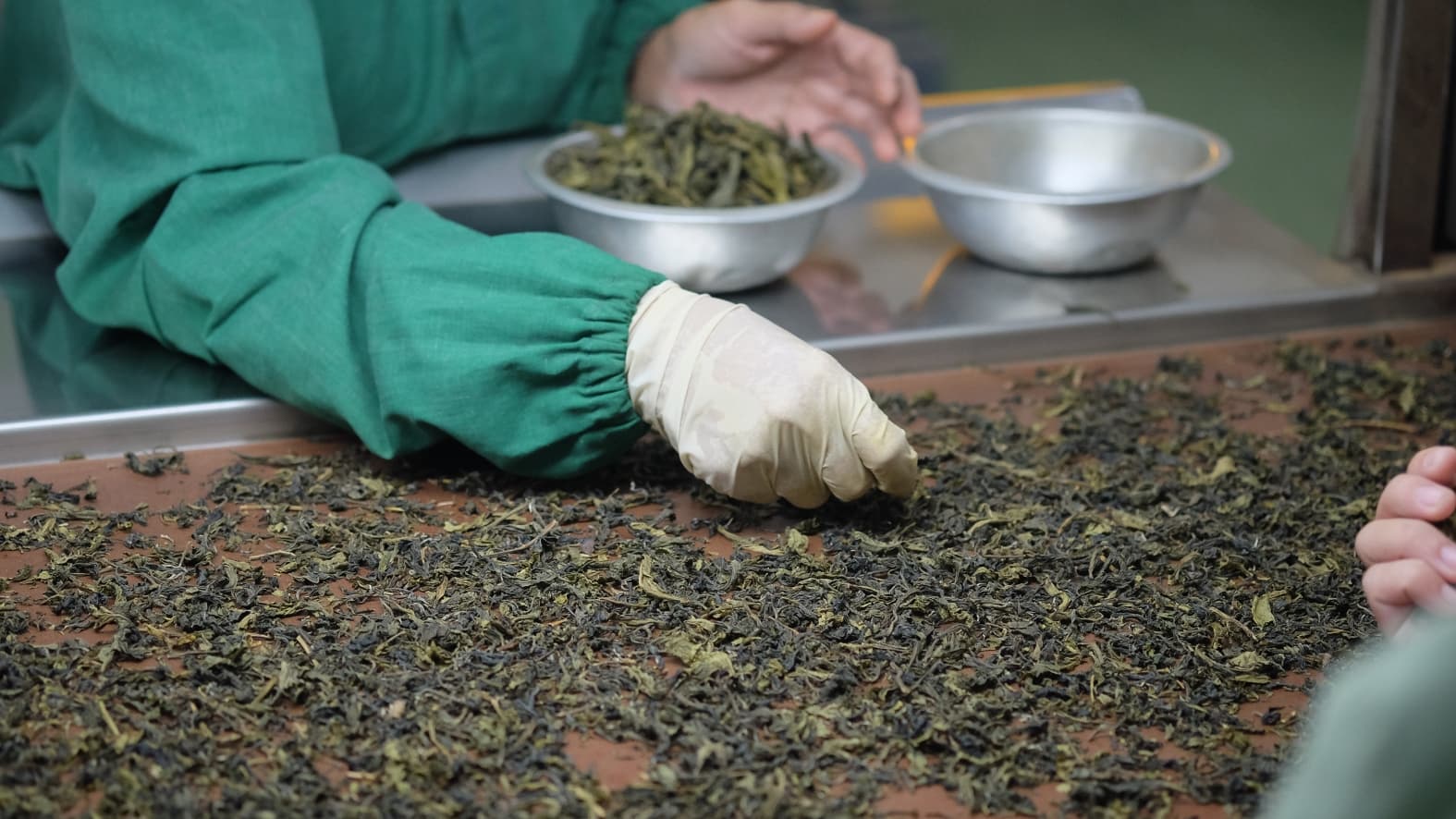<p>Factory workers sort and grade dried tea leaves by hand. (Shutterstock)</p>
