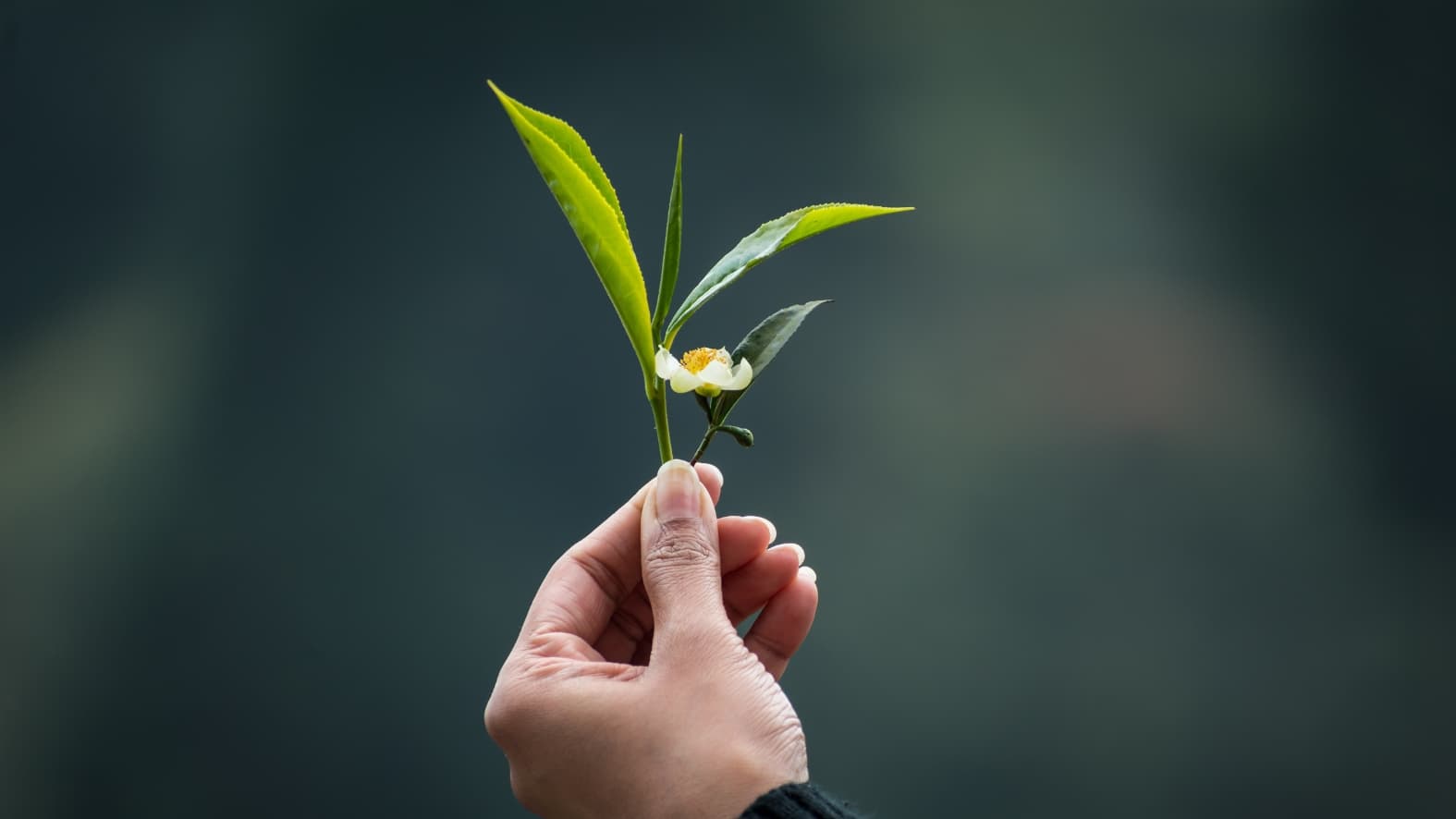 <p><em>A sprig of</em> Camellia sinensis <em>— the tea plant at the heart of it all. (Shutterstock)</em></p>