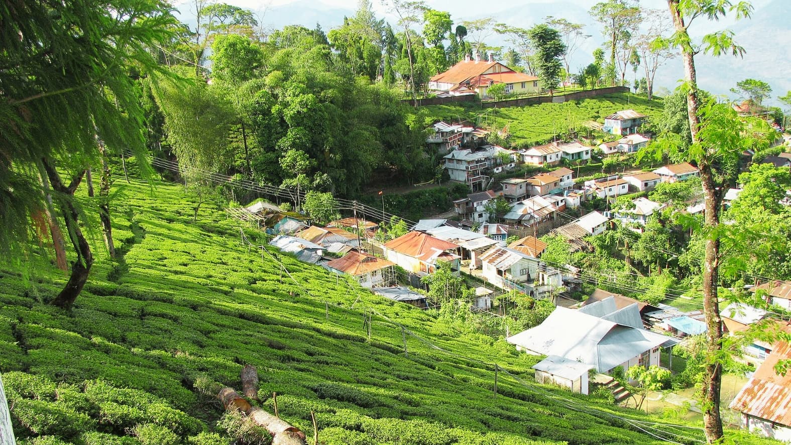 <p>Workers' quarters nestle among the tea bushes at Tukvar estate. (Picture by shankar S., Wikimedia Commons)</p>