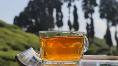 The story of Darjeeling tea 