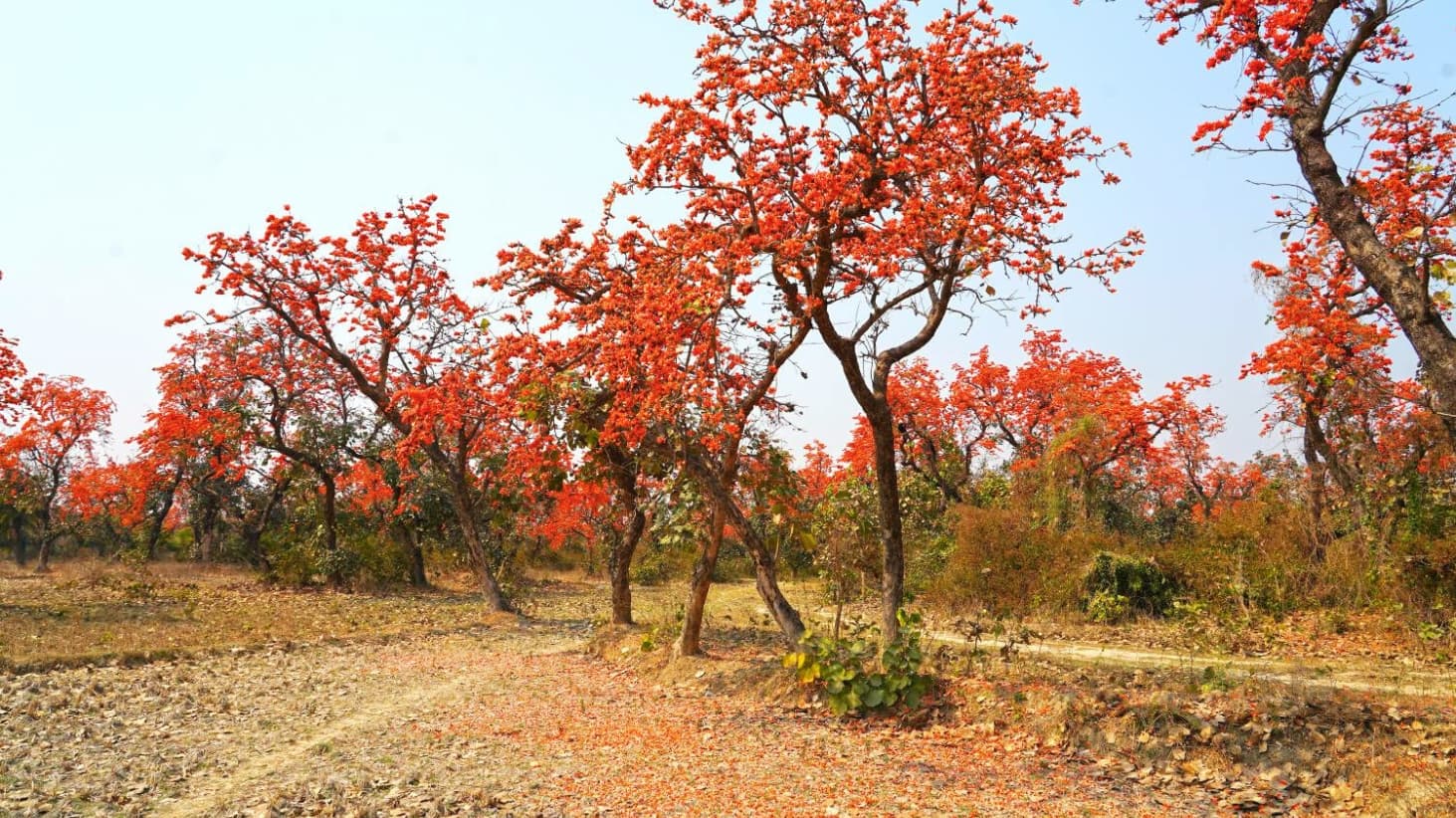 <p>A cluster of palash trees.</p>