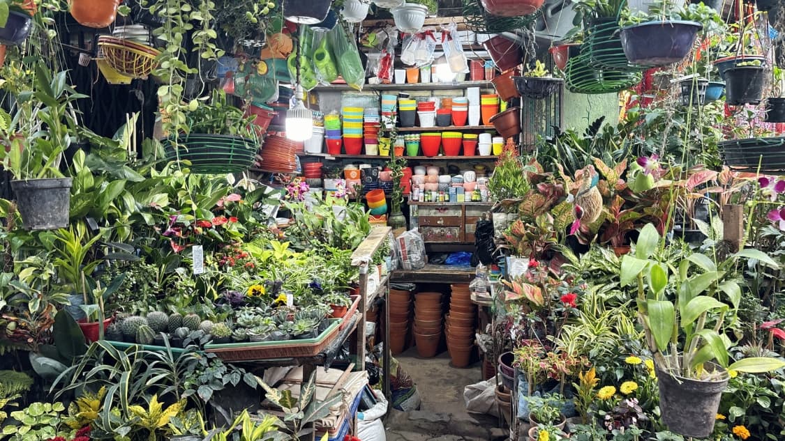 <p>A lush and dense plant nursery stall, overflowing with various indoor and outdoor plants, hanging baskets and a colorful back wall of plastic and ceramic flower pots.</p>