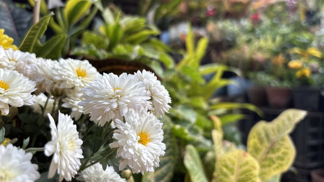 <p>A beautiful close-up of white chrysanthemums in full bloom.</p>