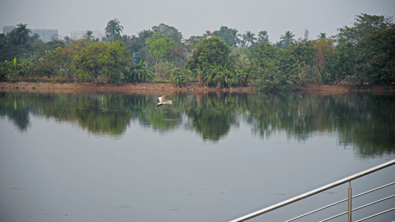 <p>An ideal vantage point for birdwatchers.&nbsp;</p>
