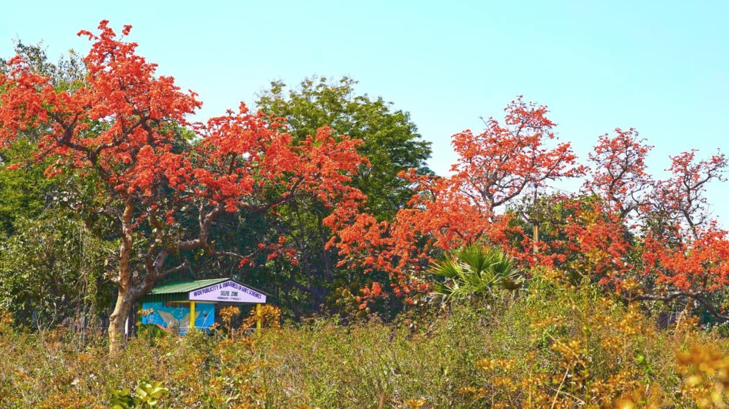 <p>Palash flowers en route.</p>