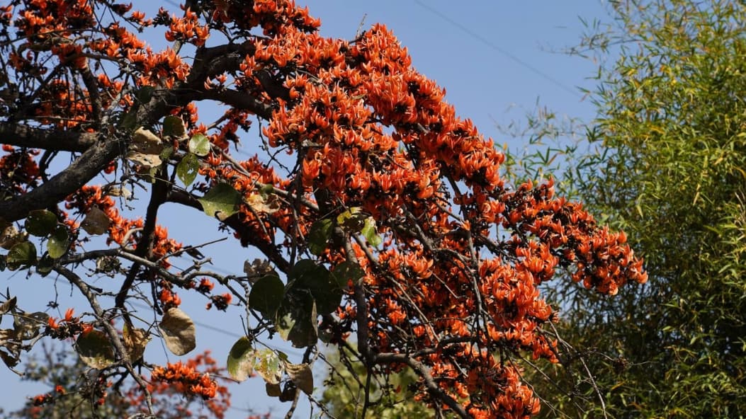 Palash in full bloom. (All pictures by author)