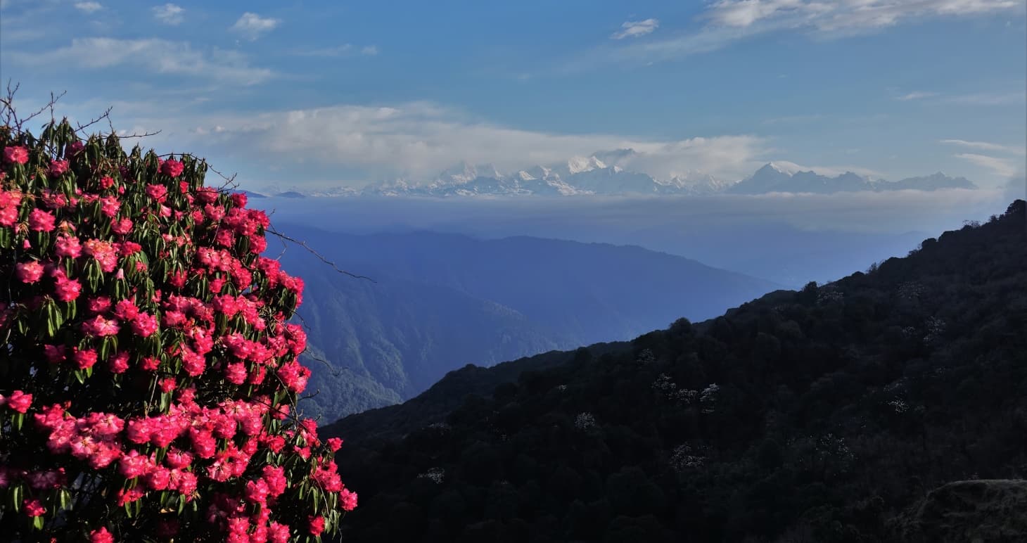 The crimson trail: chasing the spring bloom in North Bengal