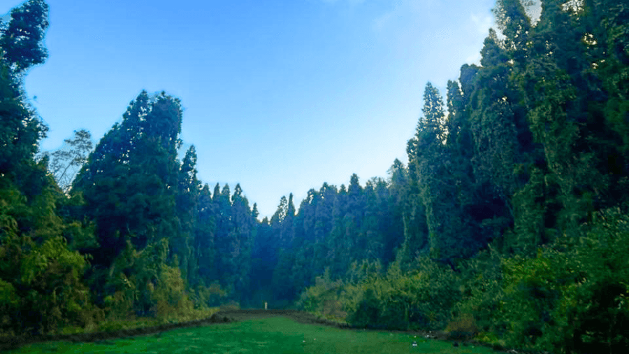 <p>The lush meadow surrounded by towering pines is a perfect picnic spot. (Picture by Ronald Tamang)&nbsp;</p>