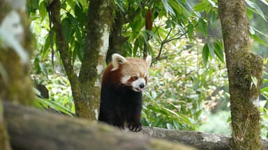 A trek through Darjeeling’s zoo