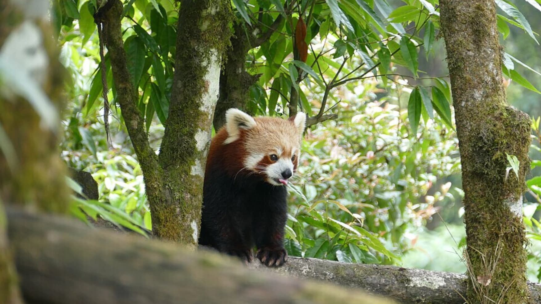 The Red Panda is the star of Darjeeling Zoo, a fluffy, bamboo-loving acrobat that never fails to delight children. (Picture by Ankur P, Wikimedia Commons)
